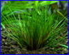Акваріумна рослина, Eriocaulon sp.red. Акваріумна рослина, Eriocaulon sp.red.
