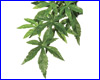 , Exo-Terra Abuliton Large ().