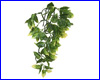  , Exo-Terra Amapallo   Small ().