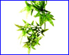  , Exo-Terra Croton   Small ().