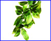  , Exo-Terra Mandarin  Medium ().