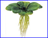  ,  Exo-Terra Water Lettuce ( ).