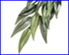  , Exo-Terra Rucus  Medium ().