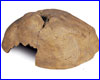   ,  Exo Terra Reptile Cave X-Large.