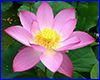   Nelumbo First Lady,  .