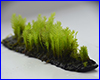  , Fissidens nobilis.