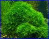 Акваріумна рослина, Flame moss. Акваріумна рослина, Flame moss.