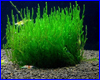 Аквариумное растение, Flame moss - Taxiphyllum sp. на лаве Аквариумное растение, Flame moss - Taxiphyllum sp. на лаве