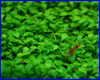  , Glossostigma Elatinoides.