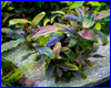 Акваріумна рослина, Bucephalandra sp. Sokan Blue Purple. Акваріумна рослина, Bucephalandra sp. Sokan Blue Purple.