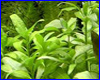 Акваріумна рослина, Gymnocoronis spilanthoides. Акваріумна рослина, Gymnocoronis spilanthoides.