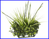  , Hagen Fluval Chi Boxwood & Tall Grass.