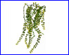  , Hagen Fluval Chi Vine.