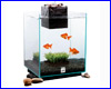 Аквариум, Fluval Chi Aquarium, 19 л. Аквариум, Fluval Chi Aquarium, 19 л.