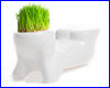  Hair Man Plant 1 ().
