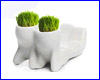  Hair Man Plant 6 ( ).
