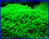Акваріумна рослина, Hemianthus callitrichoides Cuba. Акваріумна рослина, Hemianthus callitrichoides Cuba.