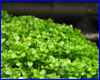 Акваріумна рослина, Hemianthus micranthemoides. Акваріумна рослина, Hemianthus micranthemoides.