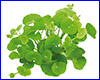 Акваріумна рослина, Hydrocotyle leucocephala. Акваріумна рослина, Hydrocotyle leucocephala.