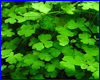 Акваріумна рослина, Hydrocotyle tripartita. Акваріумна рослина, Hydrocotyle tripartita.