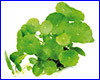 Акваріумна рослина, Hydrocotyle verticillata. Акваріумна рослина, Hydrocotyle verticillata.