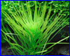 Акваріумна рослина, Hydrotriche hottoniiflora. Акваріумна рослина, Hydrotriche hottoniiflora.