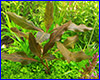 Акваріумна рослина, Hygrophila Brown. Акваріумна рослина, Hygrophila Brown.