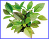 Акваріумна рослина, Hygrophila corymbosa. Акваріумна рослина, Hygrophila corymbosa.