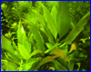 Акваріумна рослина, Hygrophila corymbosa Kompakt. Акваріумна рослина, Hygrophila corymbosa Kompakt.