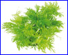 Акваріумна рослина, Hygrophila difformis. Акваріумна рослина, Hygrophila difformis.
