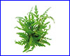 Акваріумна рослина, Hygrophila pinnatifida care. Акваріумна рослина, Hygrophila pinnatifida care.