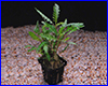 Акваріумна рослина, Hygrophila pinnatifida. Акваріумна рослина, Hygrophila pinnatifida.