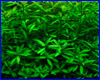 Акваріумна рослина, Hygrophila polysperma. Акваріумна рослина, Hygrophila polysperma.