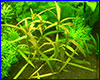Акваріумна рослина, Hygrophila polysperma var. Ceylon. Акваріумна рослина, Hygrophila polysperma var. Ceylon.
