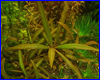 Акваріумна рослина, Нygrophila sp. Red. Акваріумна рослина, Нygrophila sp. Red.