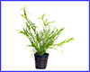 Акваріумна рослина, Juncus repens. Акваріумна рослина, Juncus repens.