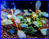 Аквариумное растение, Bucephalandra sp. S11 Melawi, West Kalimantan. Аквариумное растение, Bucephalandra sp. S11 Melawi, West Kalimantan.
