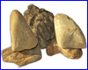  Keishou Stone Yellow, 10-15 , 5 .