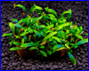 Акваріумна рослина, Bucephalandra sp. Ongis Nade. Акваріумна рослина, Bucephalandra sp. Ongis Nade.