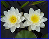   Pygmaea Alba, 2  .
