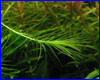  , Lagarosiphon madagascariensis.