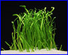  , Lilaeopsis macloviana.