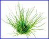 Акваріумна рослина, Lilaeopsis mauritiana. Акваріумна рослина, Lilaeopsis mauritiana.