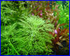 Акваріумна рослина, Limnophila aquatica. Акваріумна рослина, Limnophila aquatica.