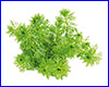 Акваріумна рослина, Limnophila sessiliflora dwarf. Акваріумна рослина, Limnophila sessiliflora dwarf.