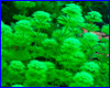  , Limnophila sessiliflora.