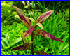 Акваріумна рослина, Limnophila sp. Belem. Акваріумна рослина, Limnophila sp. Belem.