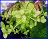 Акваріумна рослина, Lindernia rotundifolia. Акваріумна рослина, Lindernia rotundifolia.