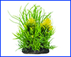  , Rotala wallichii, 14 .