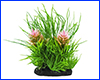  ,   Rotala wallichii, , 14 .